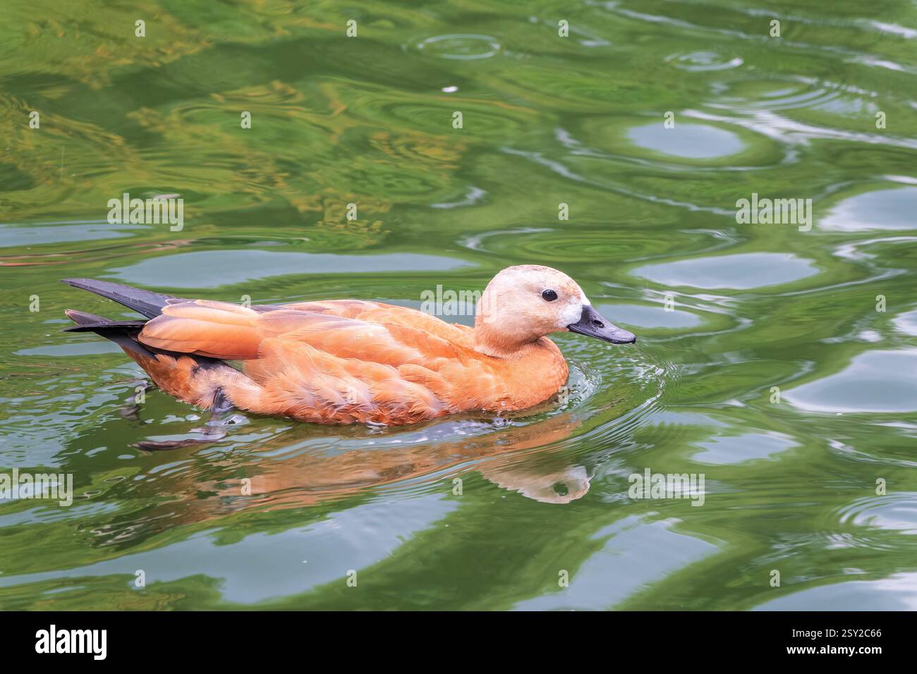 Ruddy Shelduck, or red duck, lat. Tadorna ferruginea, swimming on a ...
