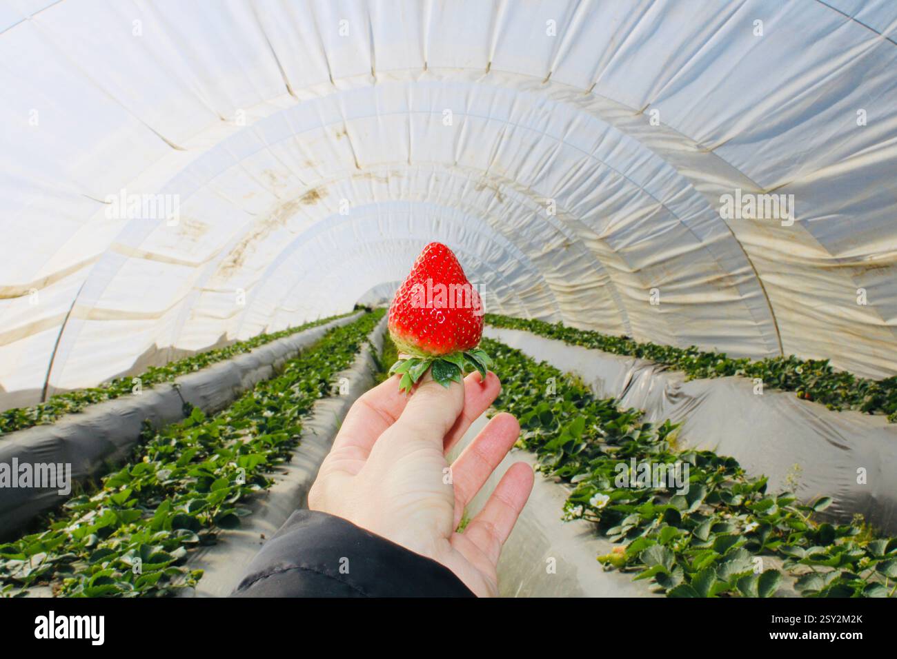 Freshly picked ripe strawberry held in hand inside a greenhouse, with rows of strawberry plants growing under a protective plastic tunnel. Stock Photo