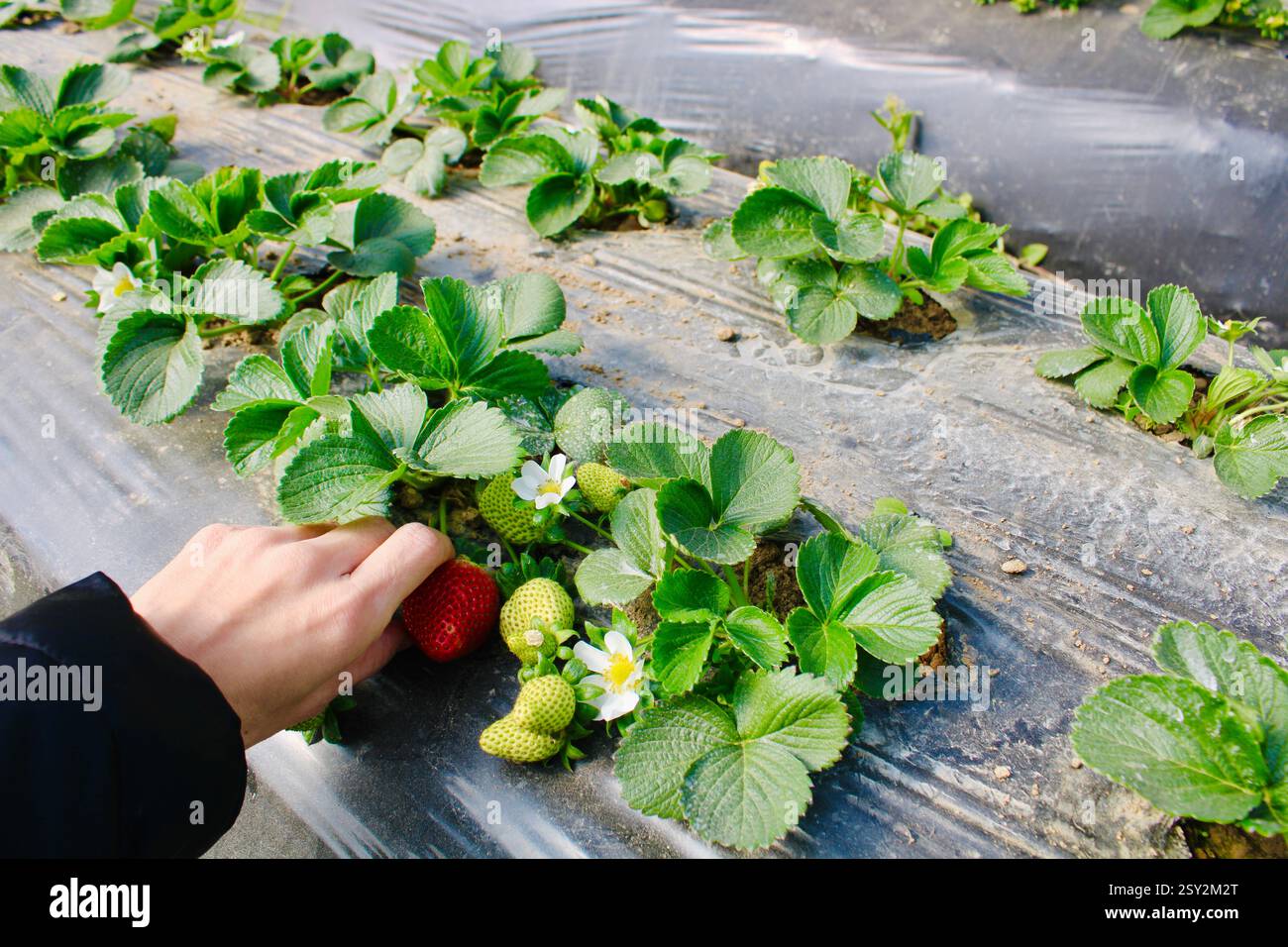 A person picking a ripe red strawberry from a plant in a greenhouse. Green leaves,unripe strawberries and white flowers growing on black plastic mulch. Stock Photo