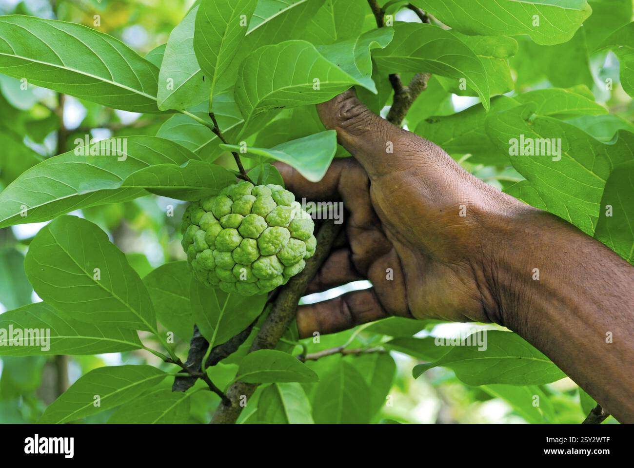 Fruits, custard apple annona squamosa karjat Bombay Mumbai, Maharashtra ...