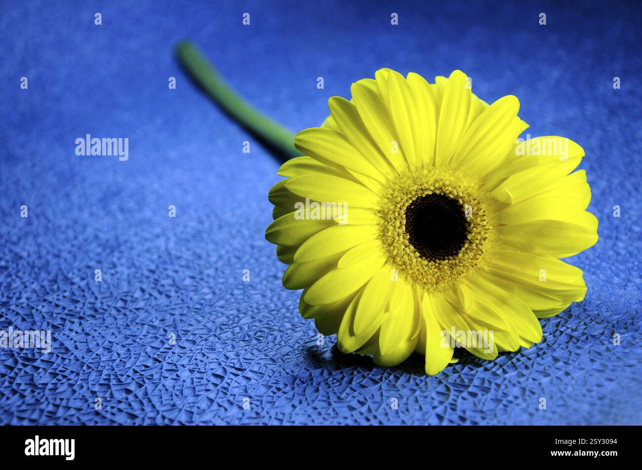 Yellow daisy flower on the blue background India Asia Stock Photo