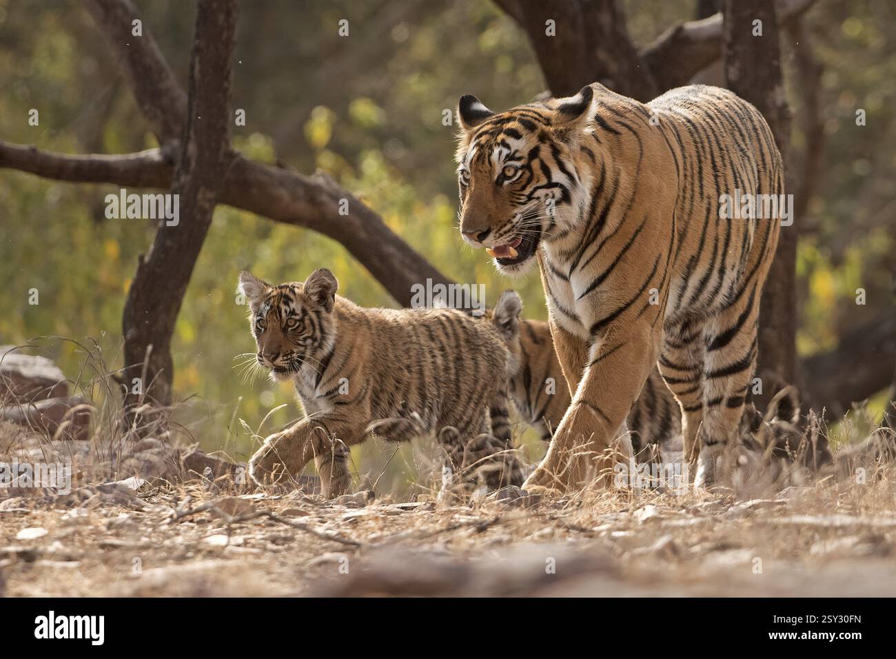 Royal Bengal tigress called Arrowhead, with two small cubs in tow ...