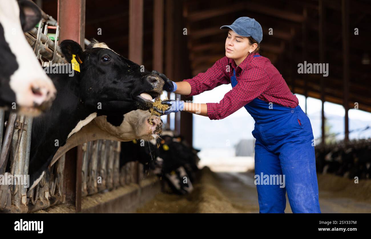 Farmer woman feeds cows in cowshed Stock Photo - Alamy