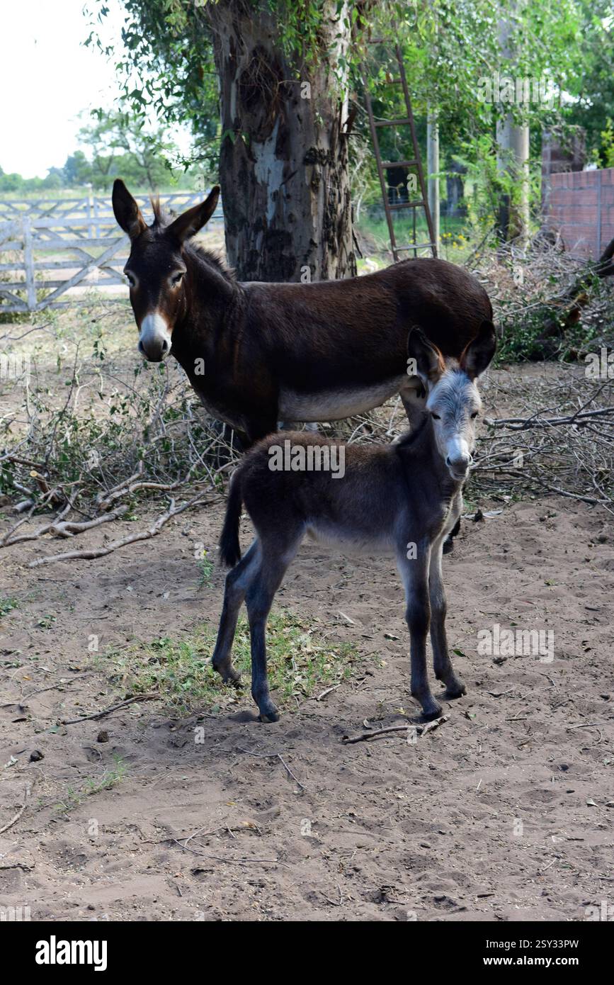 Donkey Sy Donkey newborn baby in farm, Argentine Countryside Stock Photo - Alamy