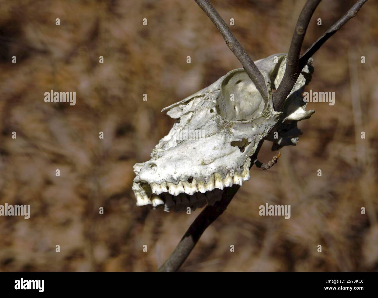 Skull of whitetail deer Stock Photo