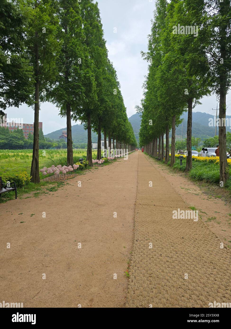 Tree-lined walking path with symmetrical rows of trees, flower beds, and mountain backdrop - Smartphone Captured Stock Image