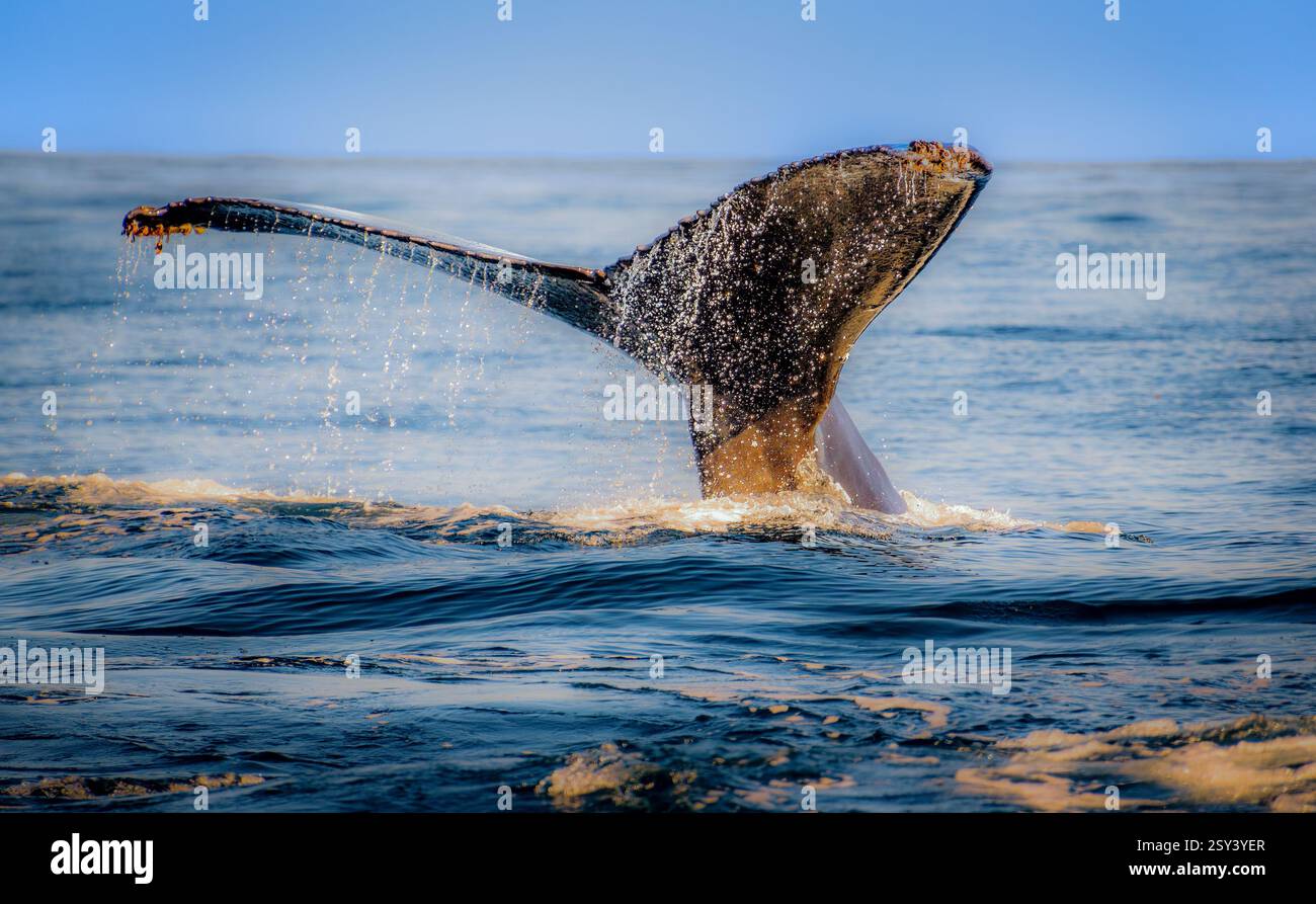 Whale tail sticking out of the water with lots of detail and oceanic ...