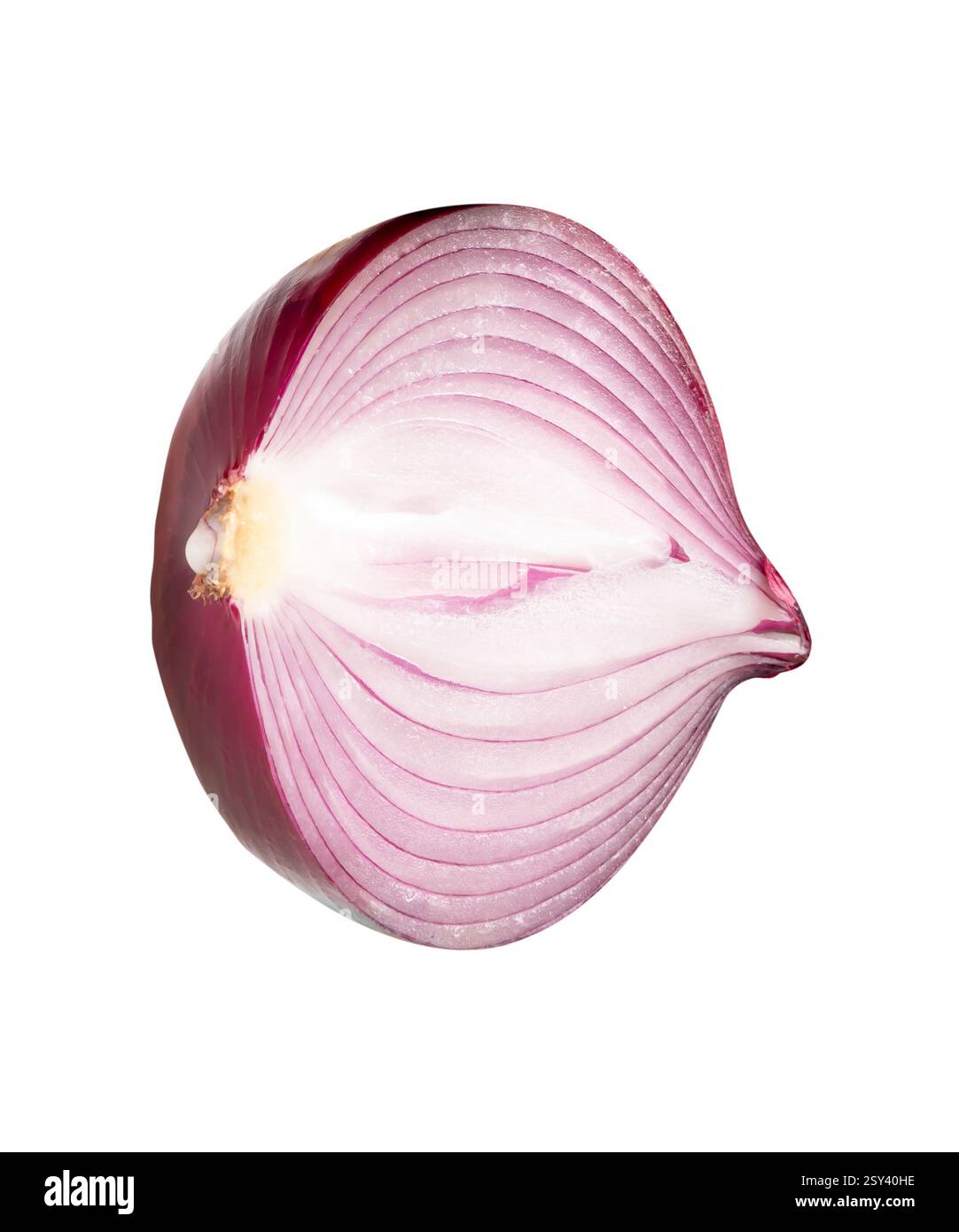 Top view of big red or purple onion bulb in half is isolated on white ...