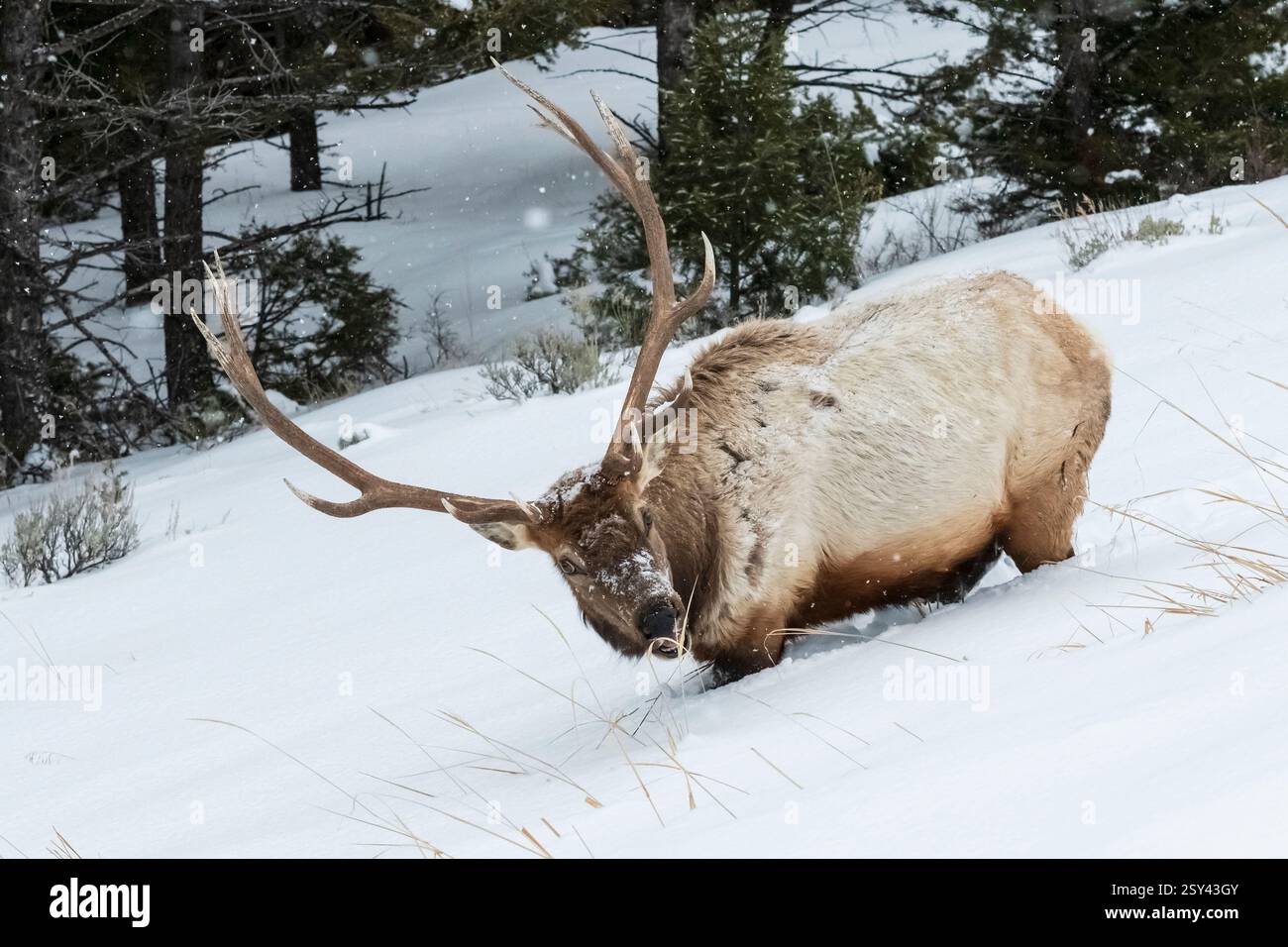 ; Rocky Mountain Elk: Bull; Winter; Yellowstone National Park Stock Photo