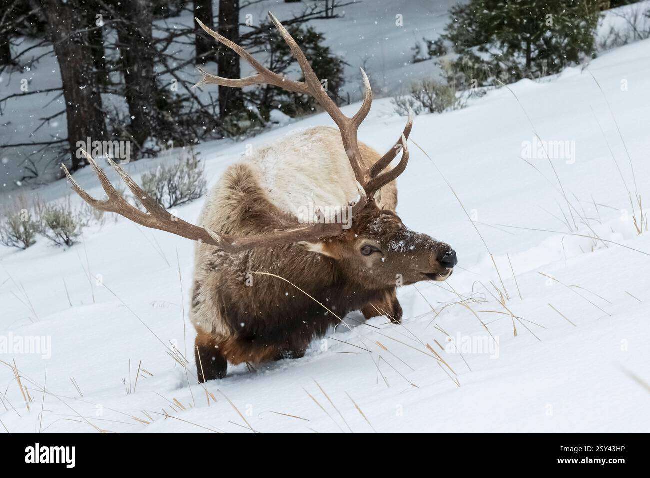 ; Rocky Mountain Elk: Bull; Winter; Yellowstone National Park Stock Photo