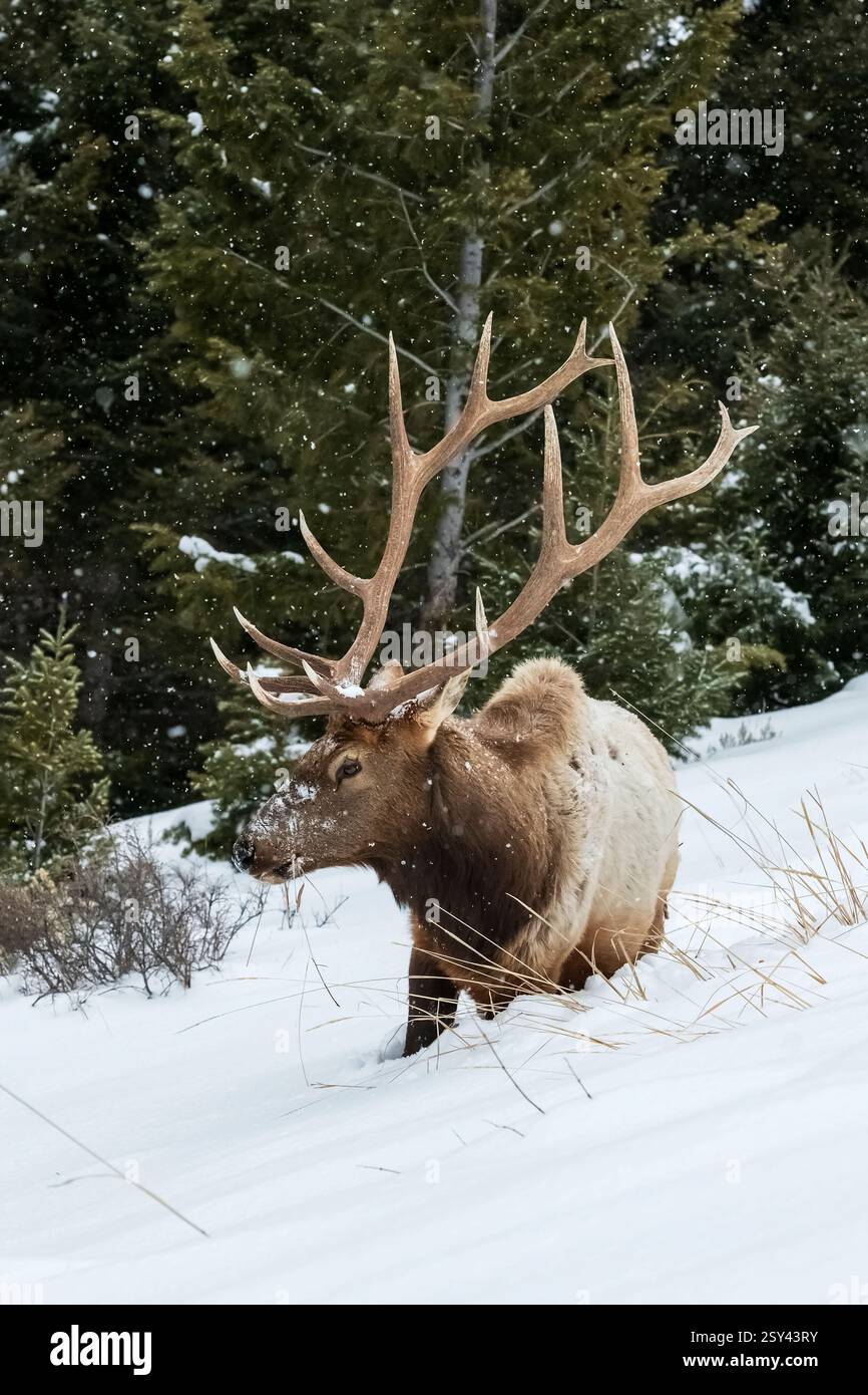 ; Rocky Mountain Elk: Bull; Winter; Yellowstone National Park Stock Photo