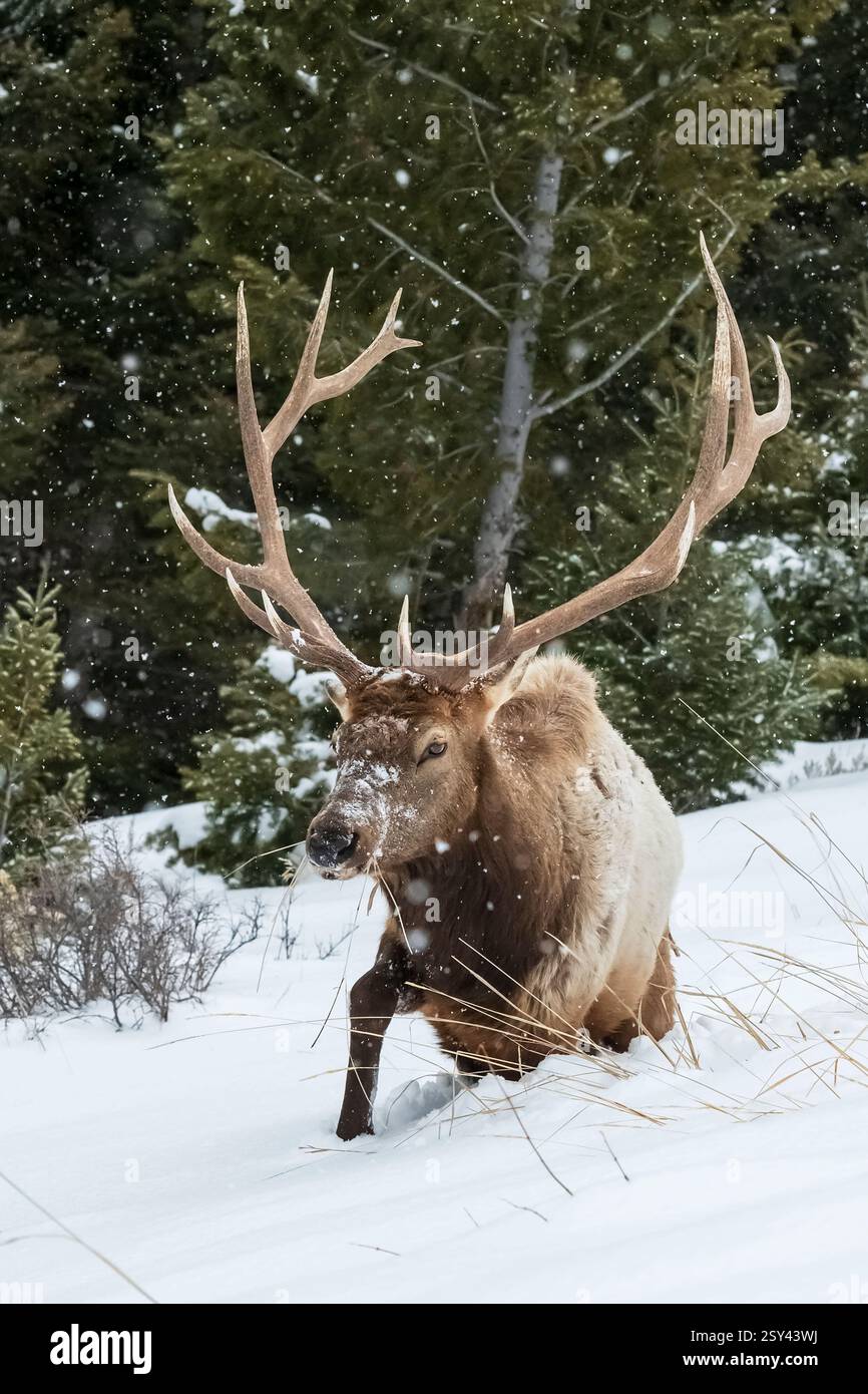 ; Rocky Mountain Elk: Bull; Winter; Yellowstone National Park Stock Photo