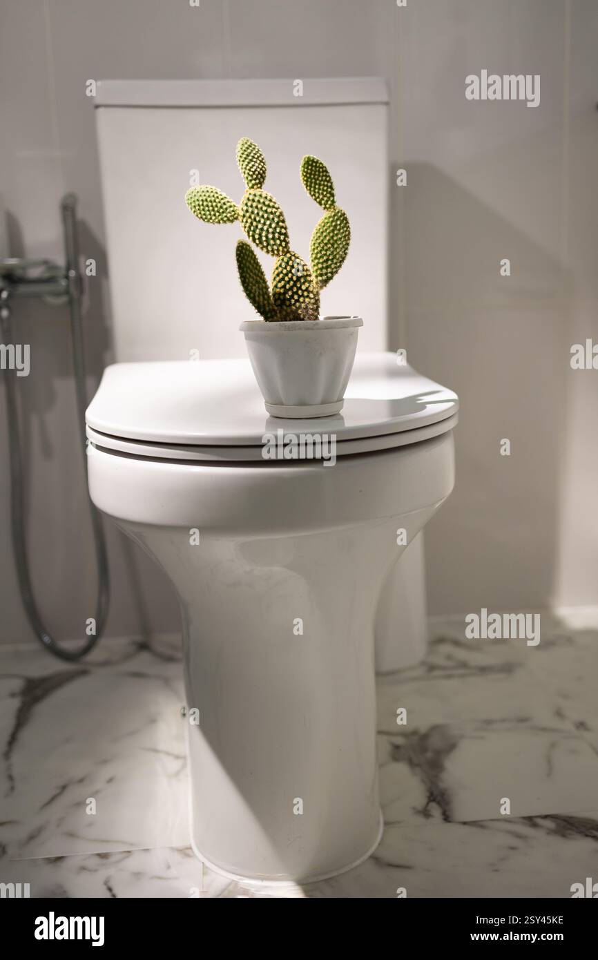 A cactus stands on the lid of a toilet bowl in a semi-dark bathroom, symbolizing a problem with hemorrhoids, constipation, and painful sensations. High quality photo Stock Photo