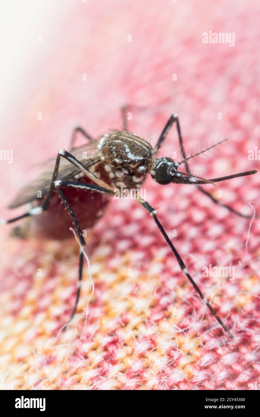 macro-of-mosquito-aedes-aegypti-sucking-blood-close-up-mosquito-is