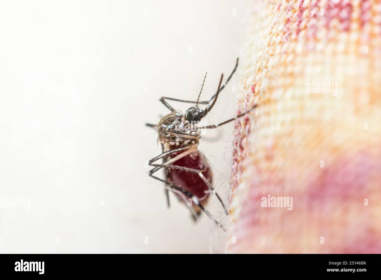 Macro of mosquito (Aedes aegypti) sucking blood close up. Mosquito is ...