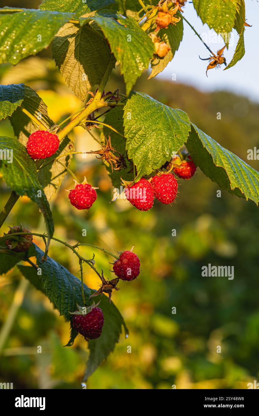 Bright red raspberries hang from lush green branches, catching the warm ...