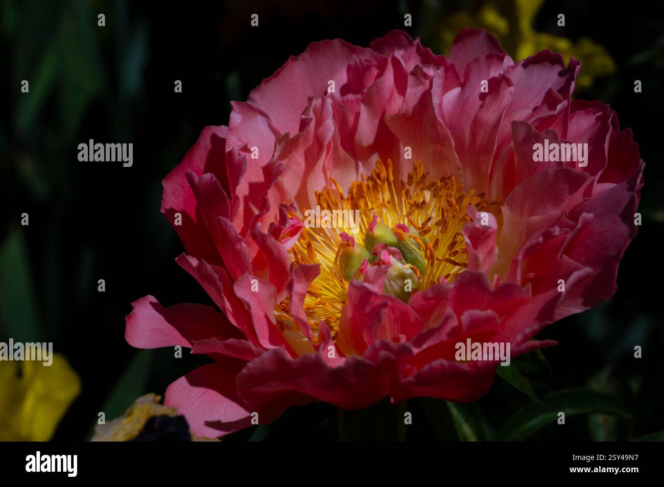 Close-Up of a Vibrant Pink Peony Flower in Bloom Under Natural Light ...