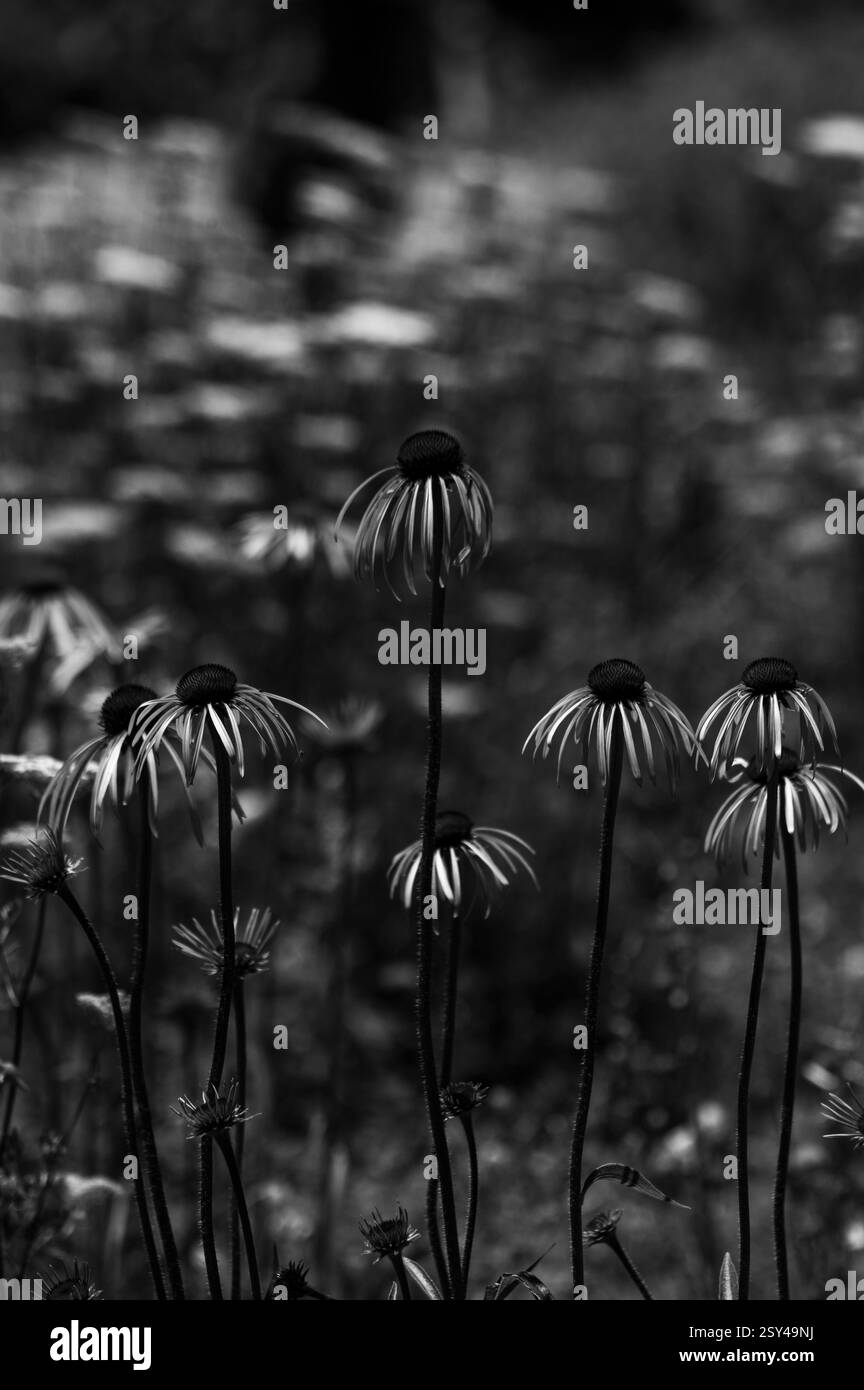 Black and White View of Elegant Wildflowers in Natural Setting Stock ...