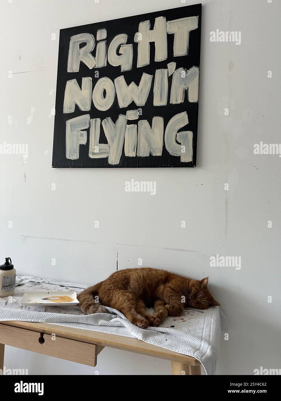 Cat sleeping under picture - Smartphone Captured Stock Image