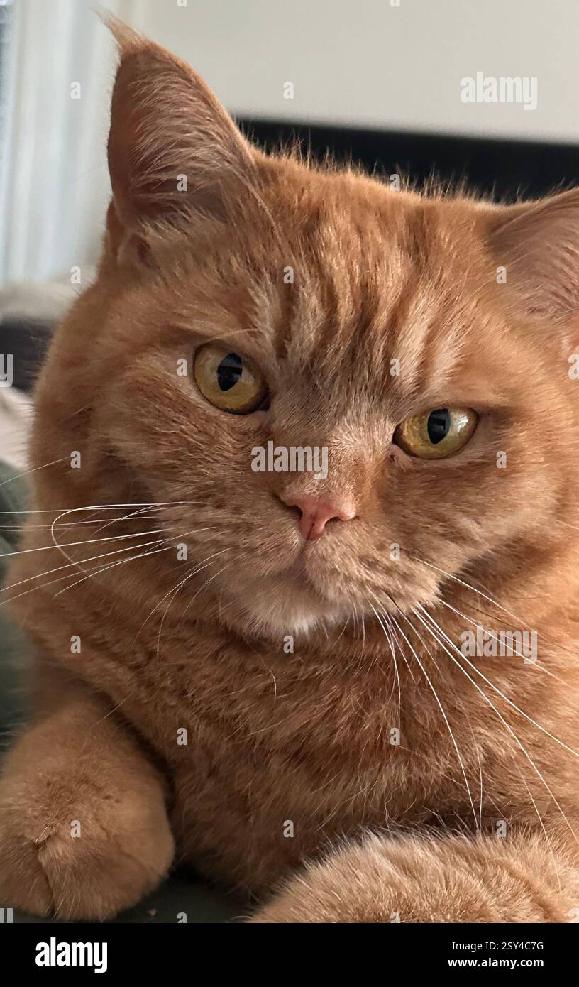 Beautifull red cat - Smartphone Captured Stock Image