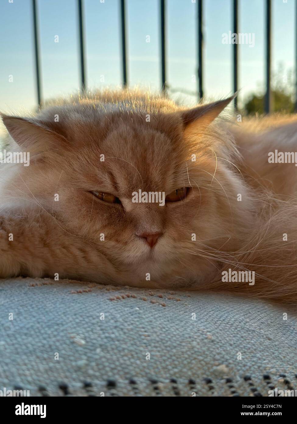 Beautifull furry cat - Smartphone Captured Stock Image