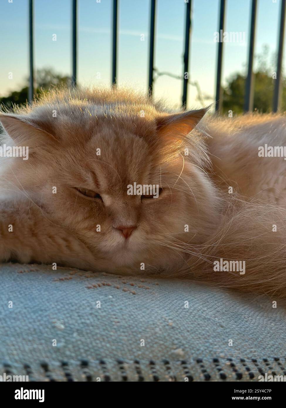 Beautifull furry cat - Smartphone Captured Stock Image