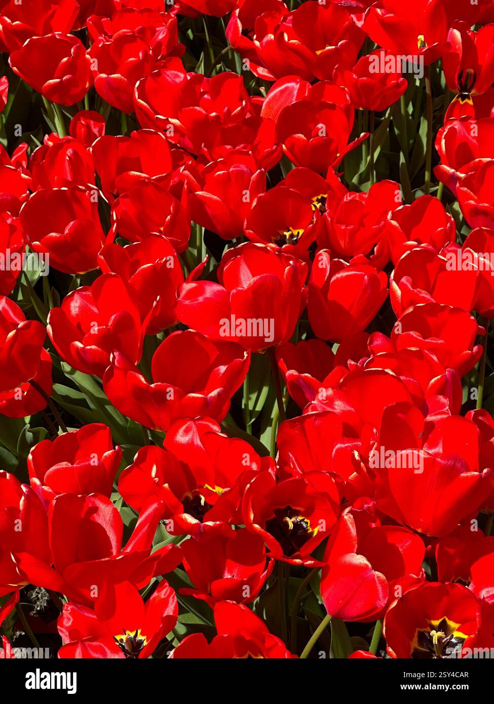 Red Tulips - Smartphone Captured Stock Image