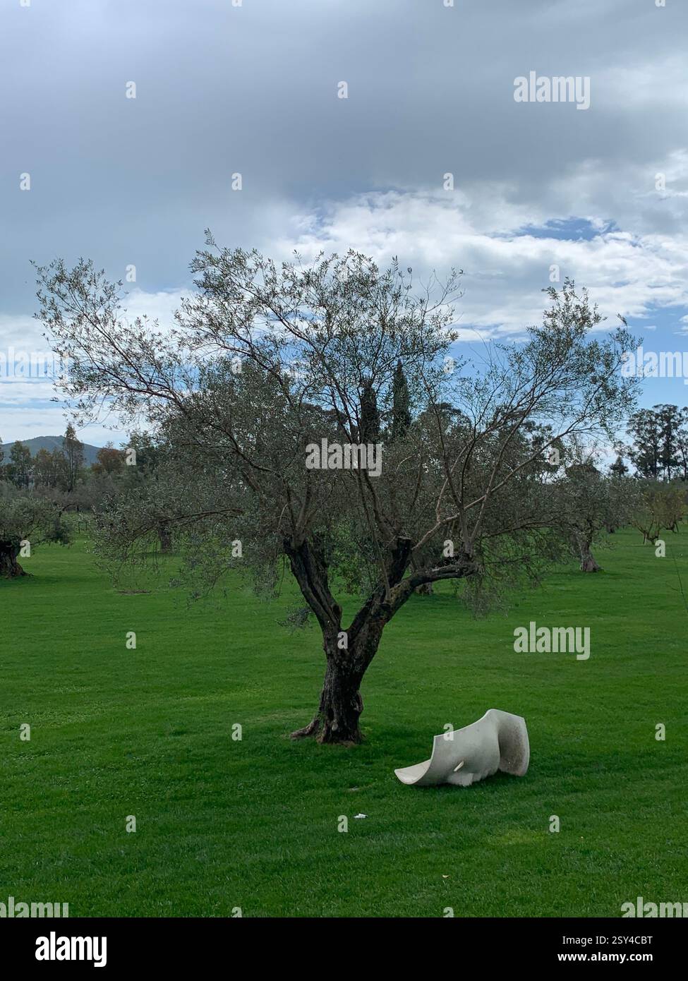 Olive Tree with ancient roman mask - Smartphone Captured Stock Image