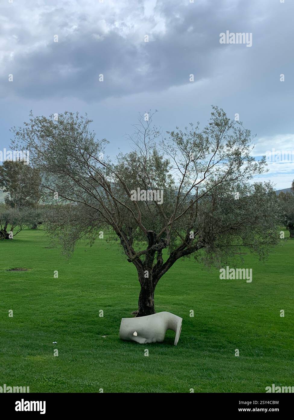 Olive Tree with ancient roman mask - Smartphone Captured Stock Image