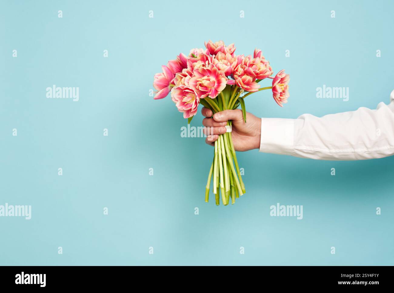 Romantic man presents a bouquet of tulips on an isolated blue background, Valentine's Day, March 8 Stock Photo