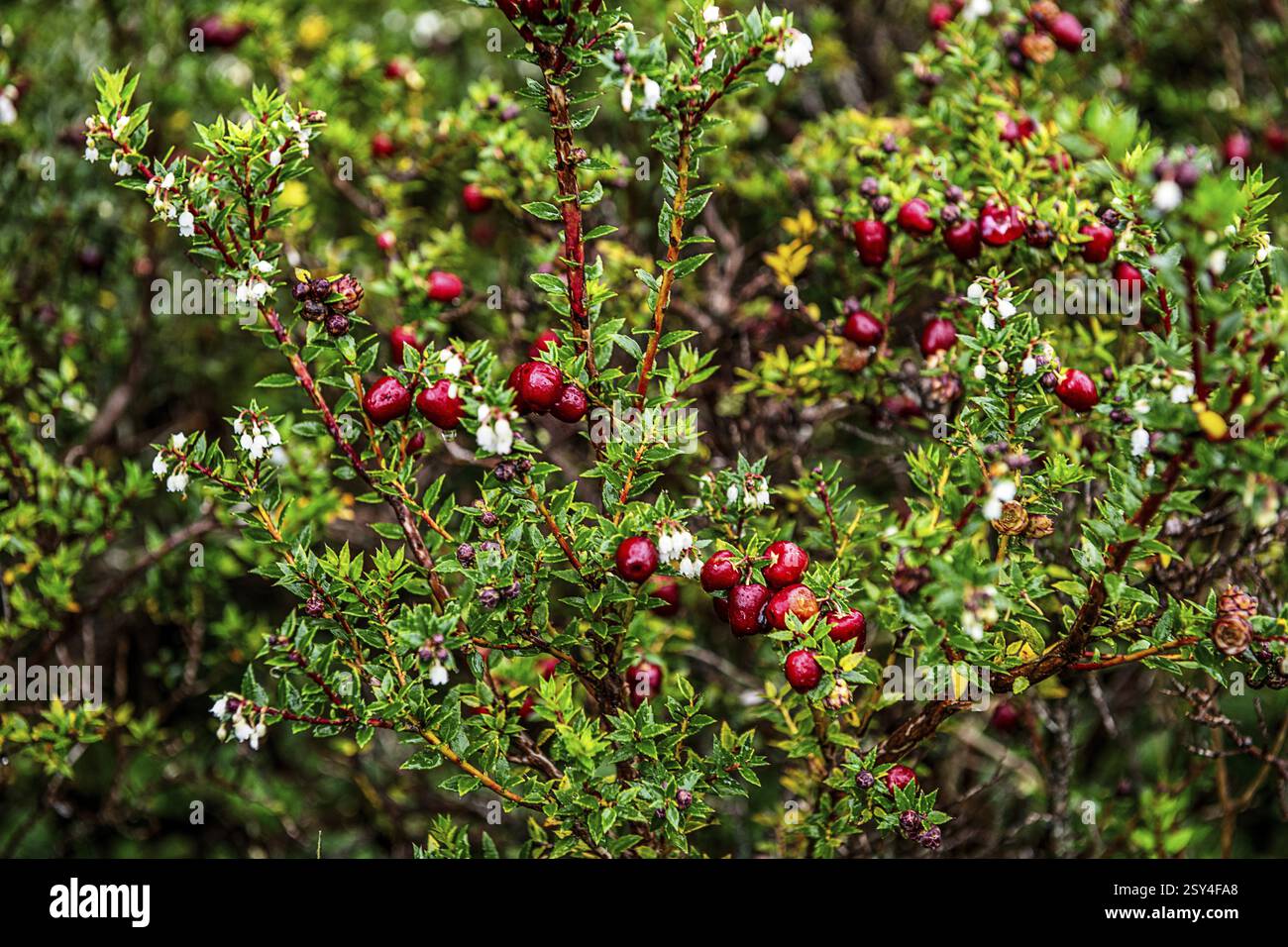 Glacier Raspberry Foothill zones hi-res stock photography and images - Alamy