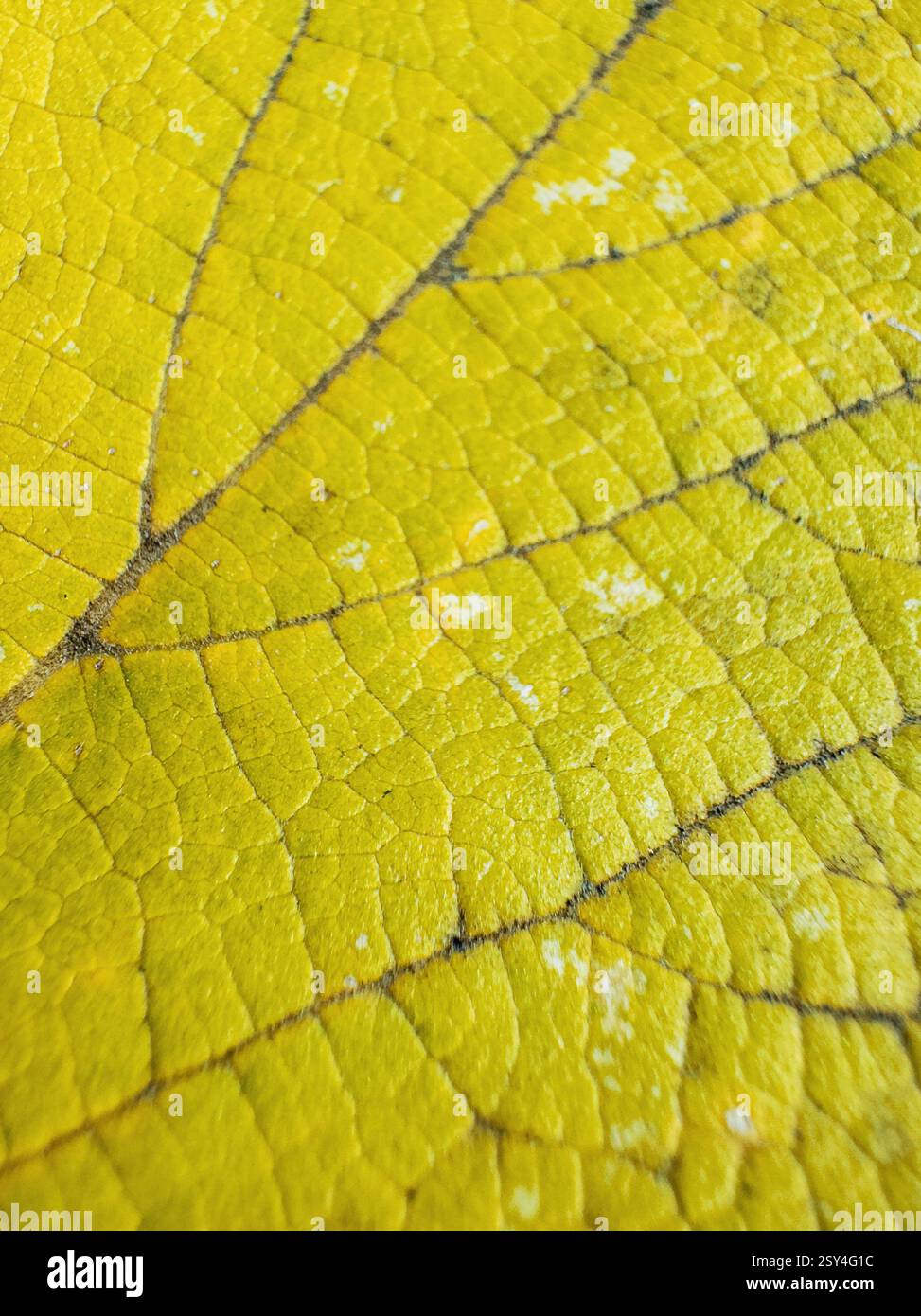 Lush green vibrant plant growth patterns hi-res stock photography and ...