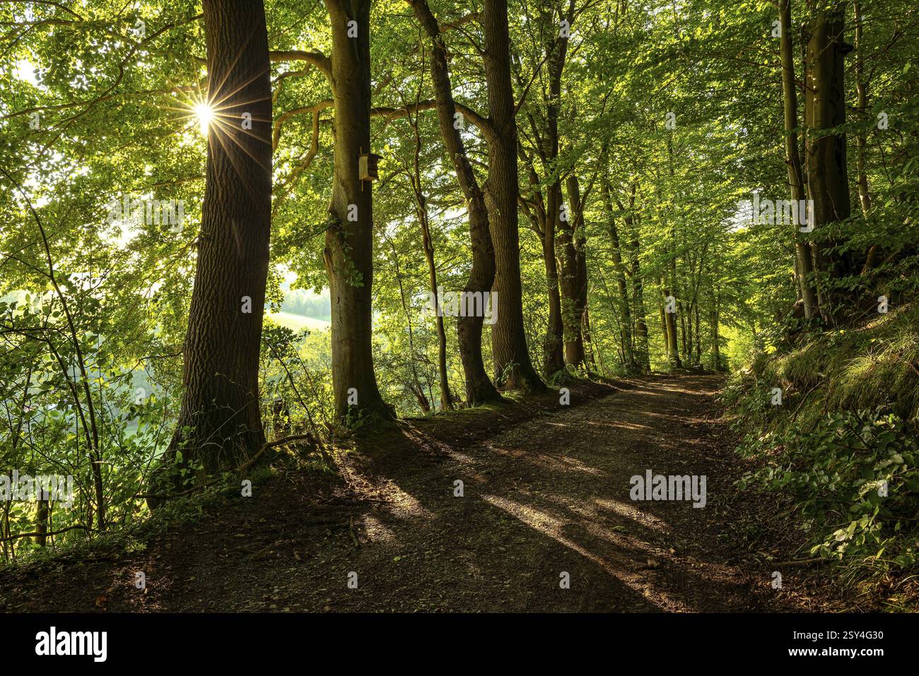 A quiet forest path in the evening light, with star-shaped sunbeams breaking through the leaves of old trees and casting long shadows, Bad Pyrmont, Lo Stock Photo