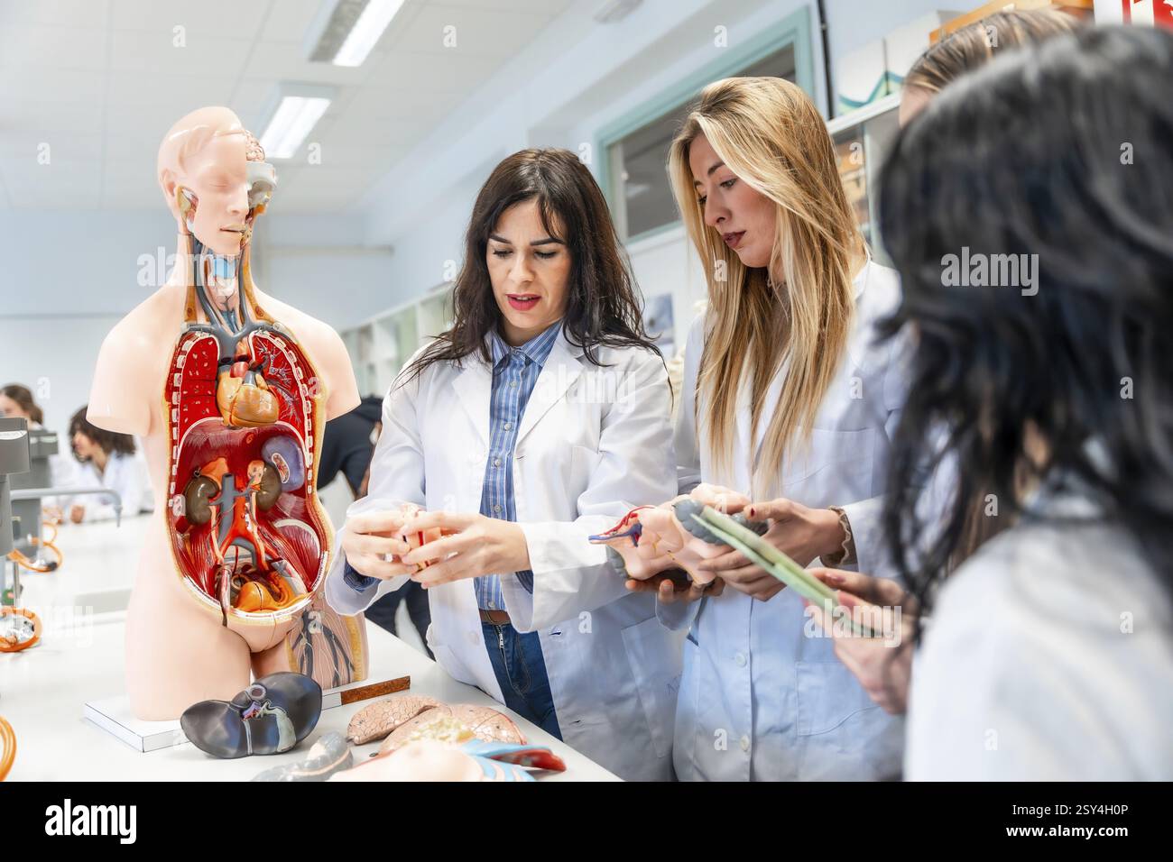 Medical students examining anatomical model and organ replicas during anatomy class in university laboratory Stock Photo