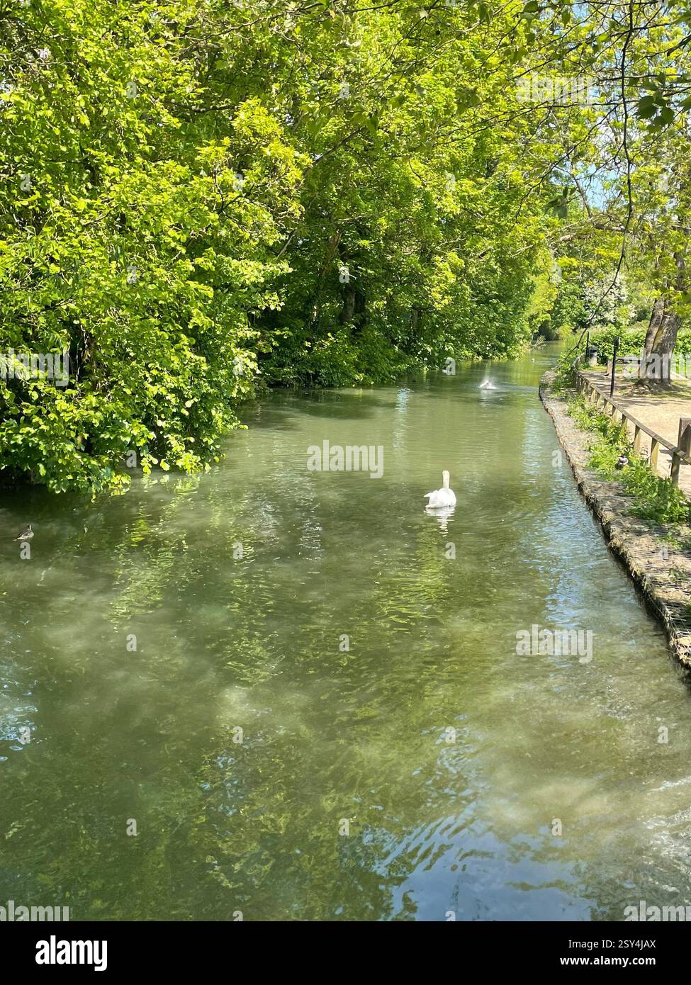 River with Swan - Smartphone Captured Stock Image