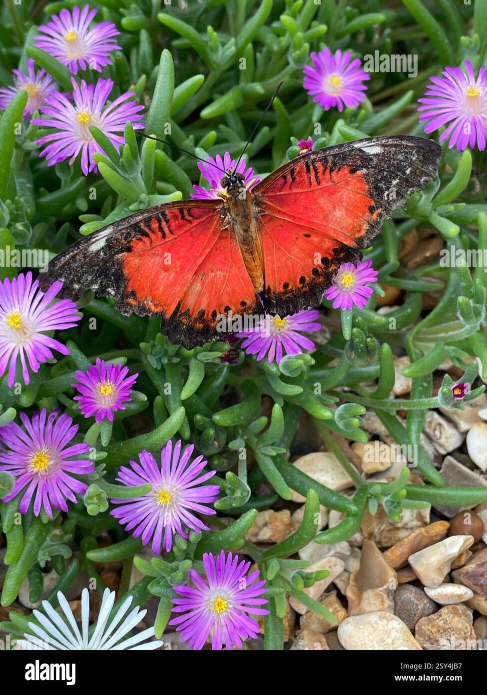 Cethosia Biblis Butterfly Close Up - Smartphone Captured Stock Image
