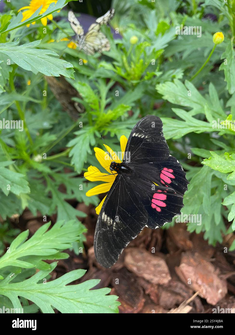 Papilio Anchisiades Butterfly up close - Smartphone Captured Stock Image