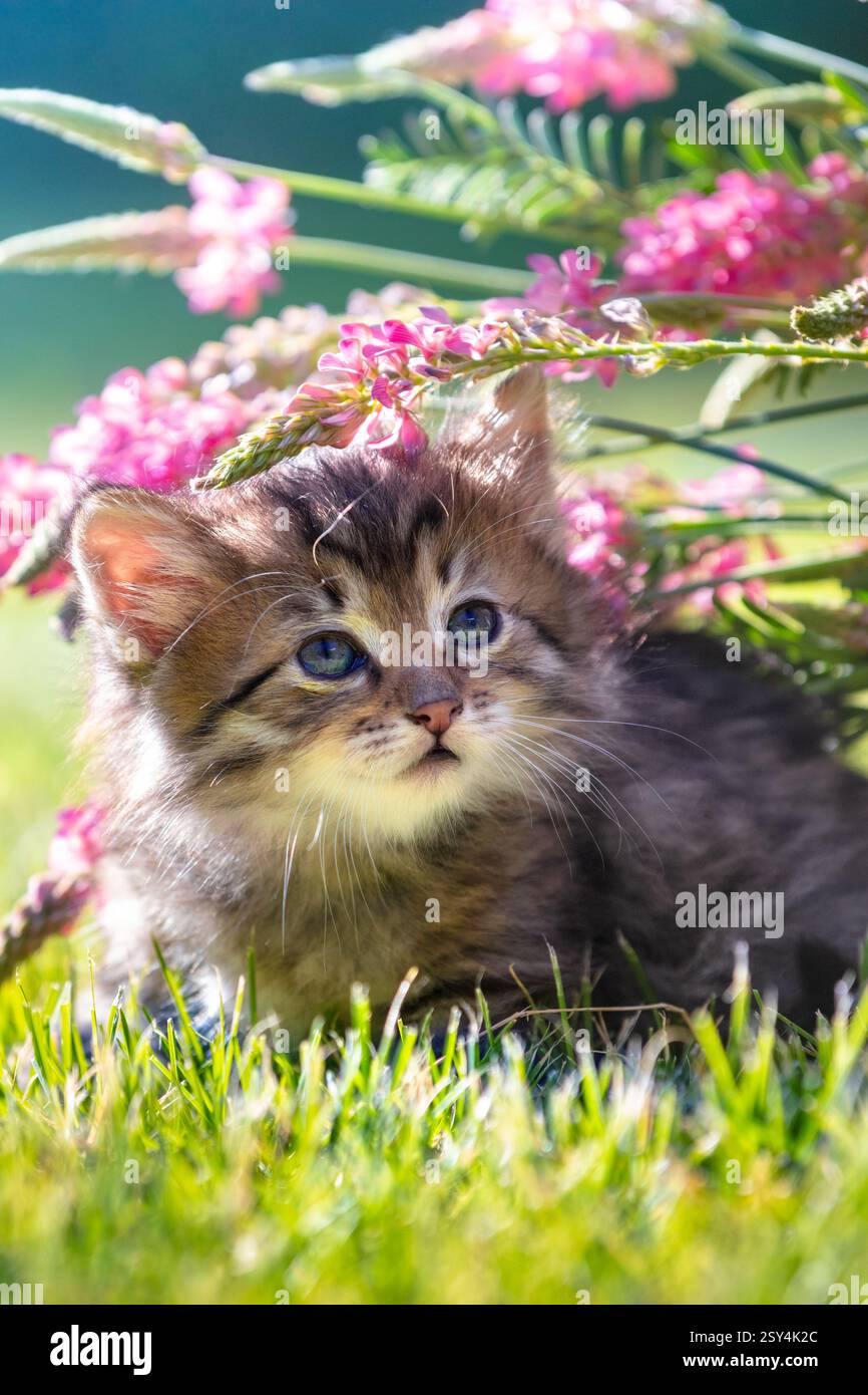 Cute little kitten sitting on the grass with flowers in the summer ...