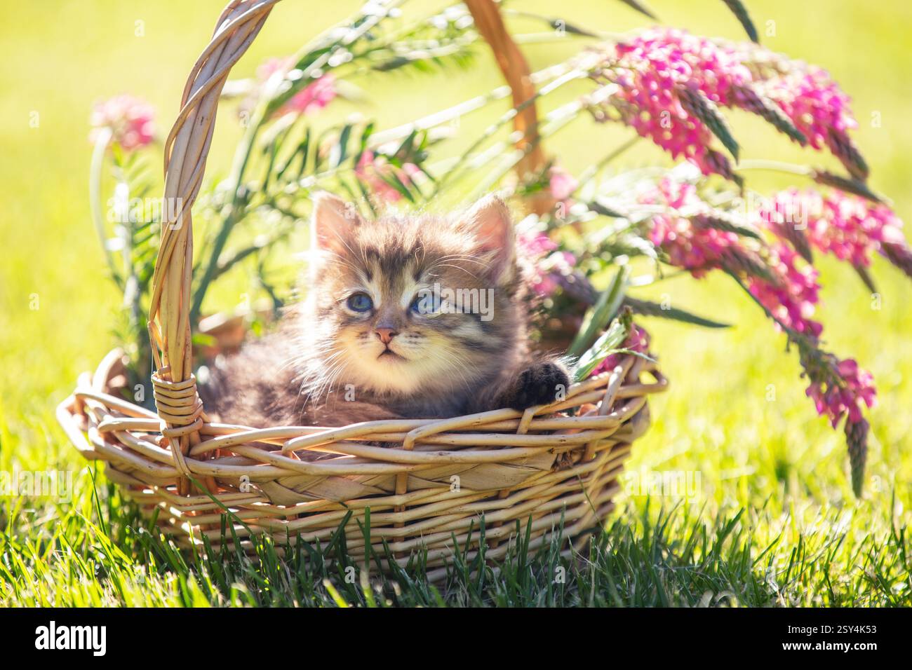 Little kitten sitting in a basket on the grass with flowers in the ...