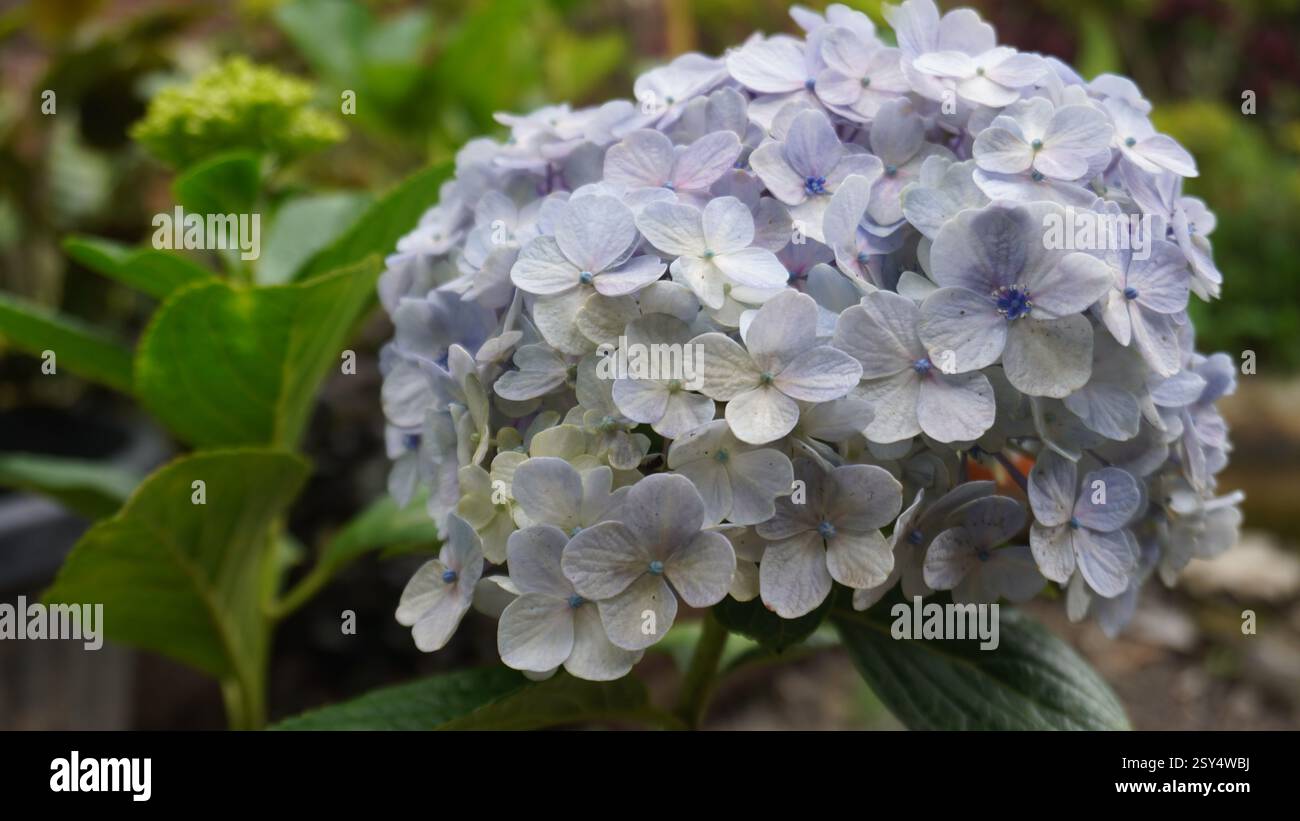 Close up of a Hydrangea Stock Photo