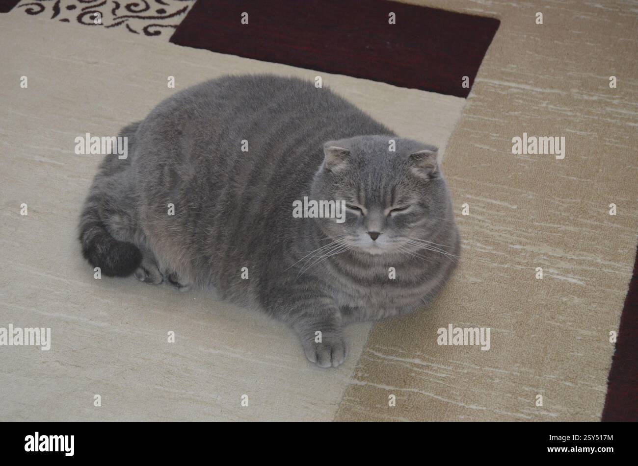 Grey Scottish Fold Cat Sitting. Stock Photo