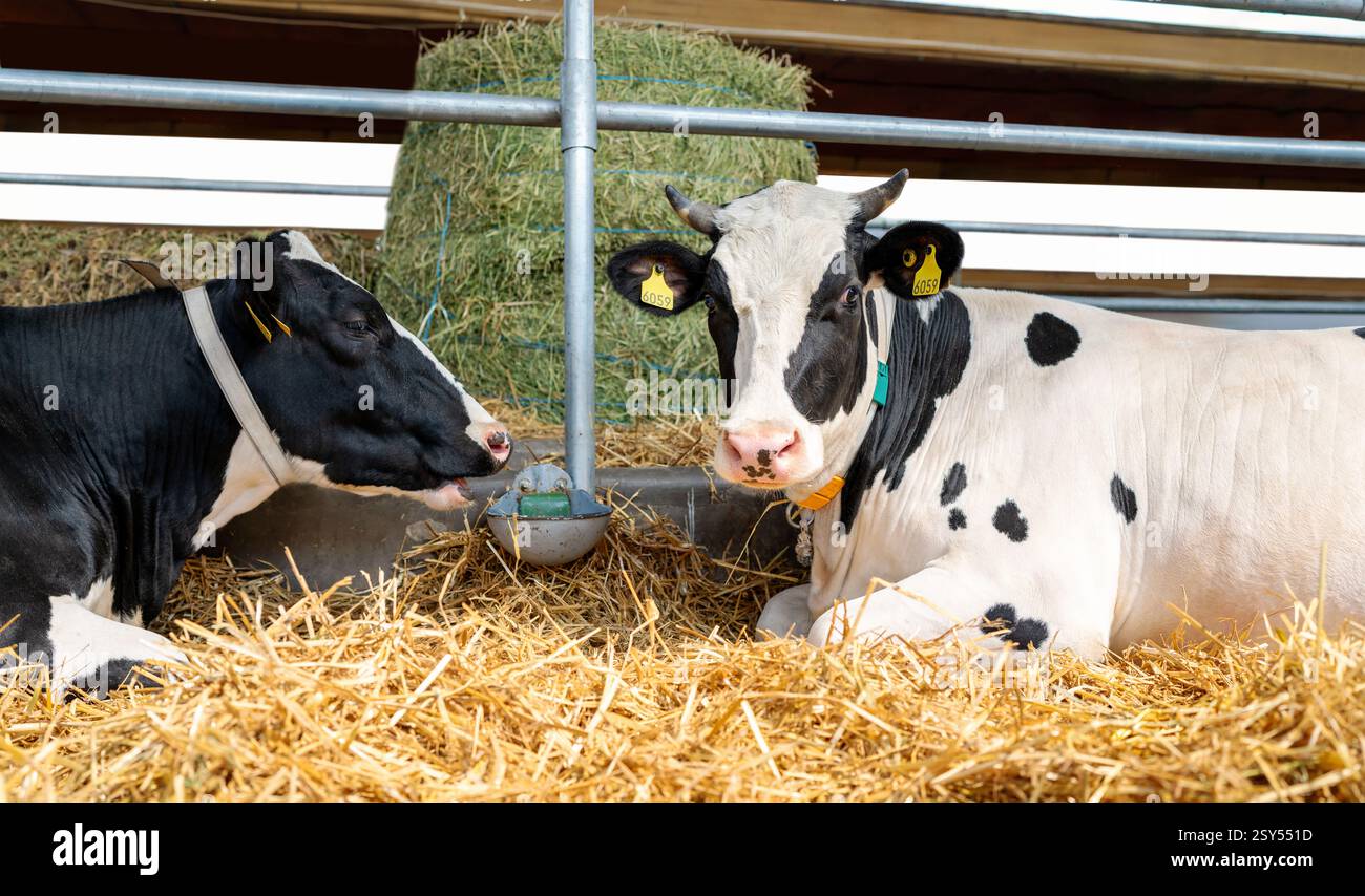 Holstein Friesian cows resting in barn on livestock farm Stock Photo ...