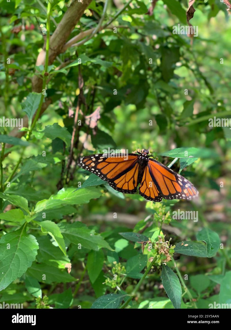 A beautiful monarch butterfly resting on lush green leaves, its vibrant orange and black wings standing out against the natural background - Smartphone Captured Stock Image