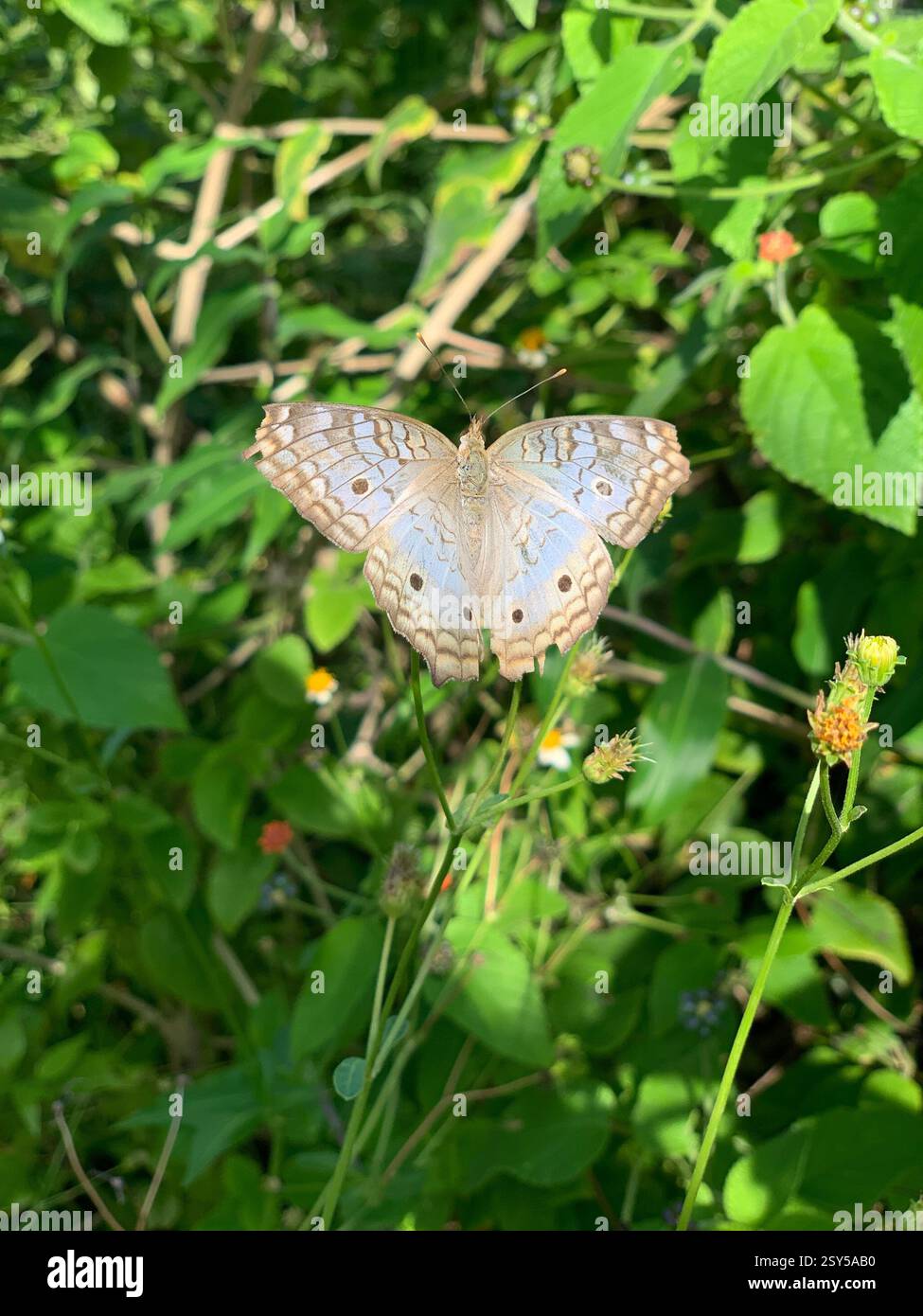 A stunning White Peacock butterfly basking in the sunlight, its delicate wing patterns blending beautifully with the lush green background - Smartphone Captured Stock Image