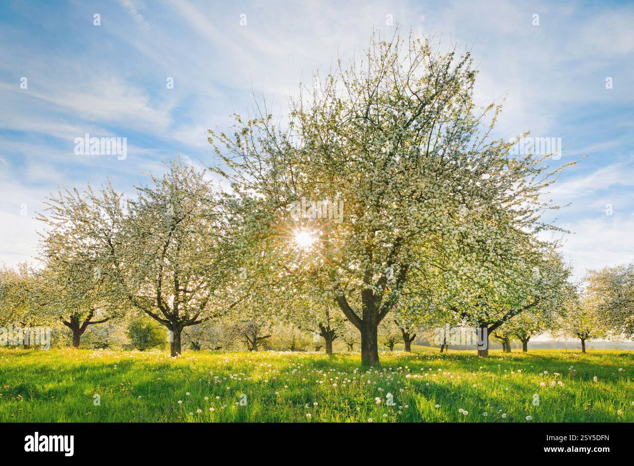 apple tree (Malus domestica), Blossoming apple trees amidst dandelions in the evening backlight, Switzerland, Thurgau Stock Photo