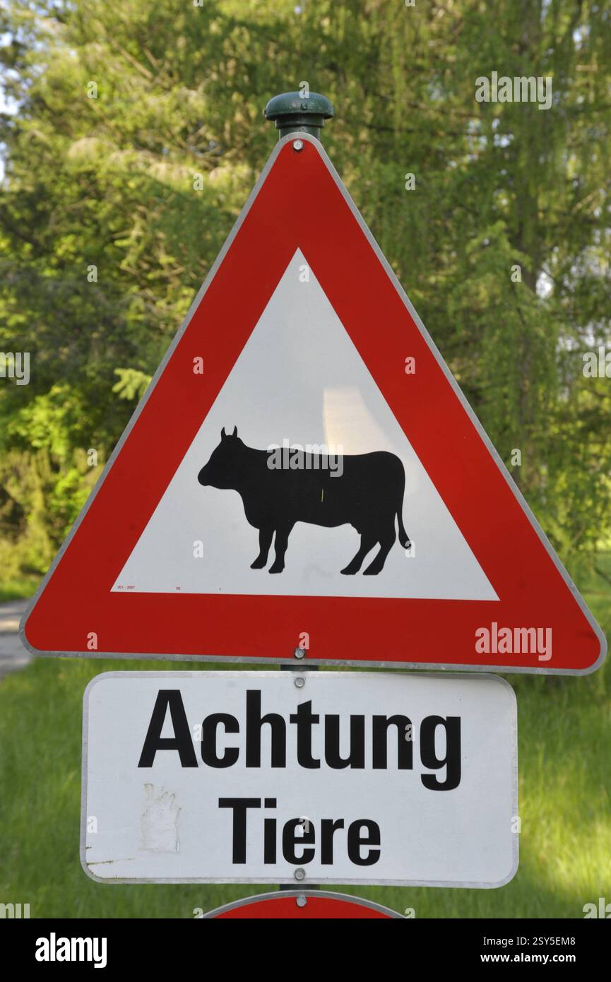 Attention cow crossing traffic or road sign, red triangle as warning ...
