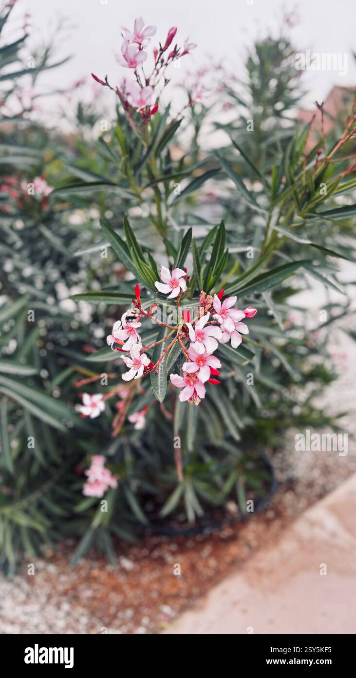 Flowering plant- Pink flowers-Outdoor garden Ornamental plant -Nerium oleander - Smartphone Captured Stock Image