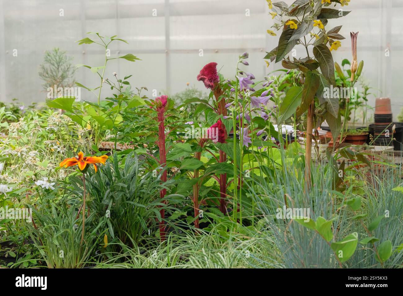 Flower seedlings in greenhouse. Mint, celosia, lilies and other plants in garden store. Variety of plants for decoration. Hothouse with flower seedlin Stock Photo