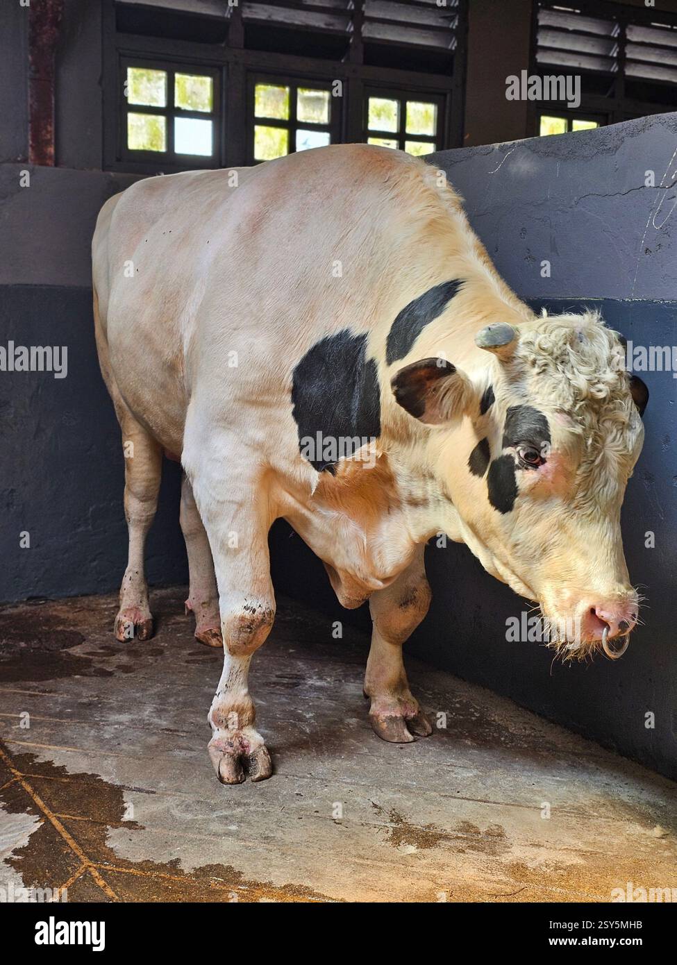 Stud Bull - Smartphone Captured Stock Image