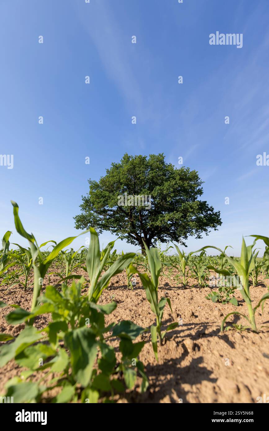 Corn crown hi-res stock photography and images - Alamy
